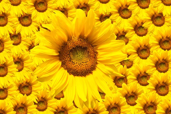 Girasol en flor — Foto de Stock