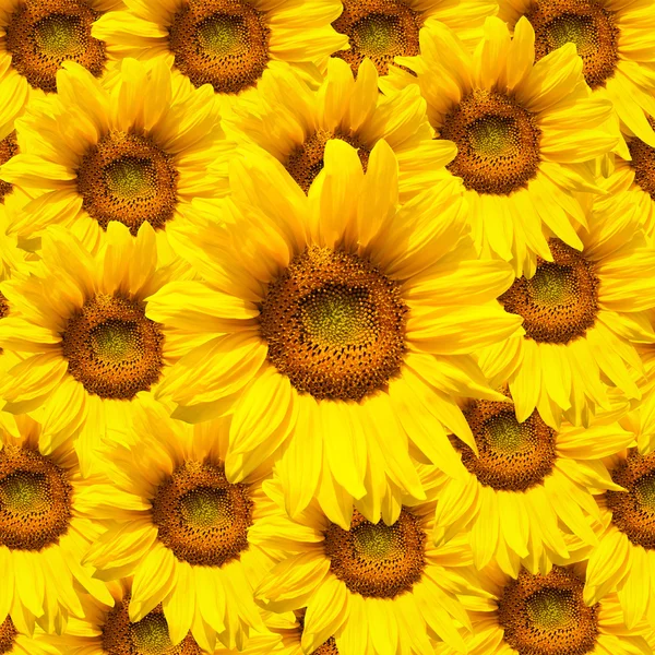Girassol florescente — Fotografia de Stock