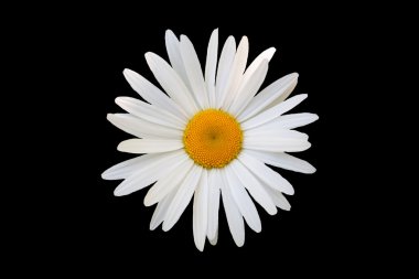 siyah arka plan beyaz papatya