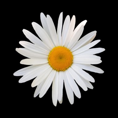 siyah arka plan beyaz papatya