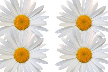 güzel çiçek papatya