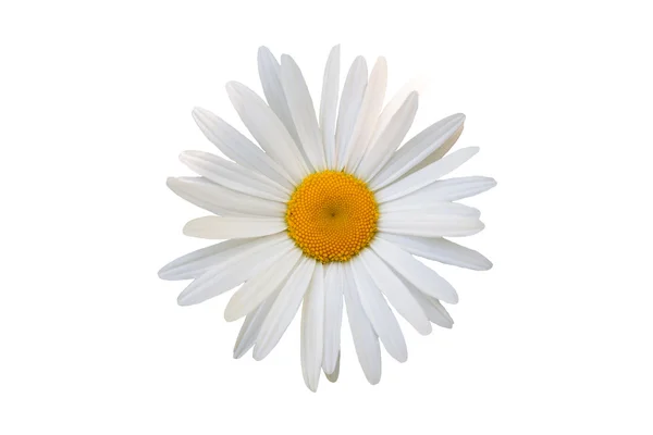 güzel çiçek papatya