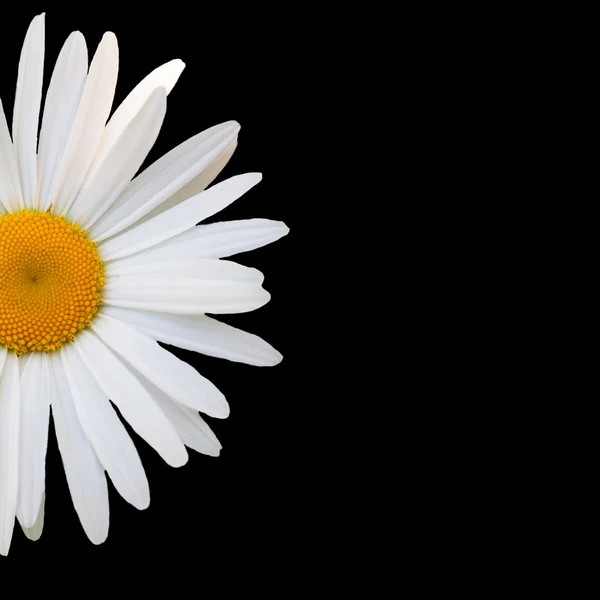 Weißes Gänseblümchen vor schwarzem Hintergrund — Stockfoto