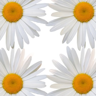 güzel çiçek papatya