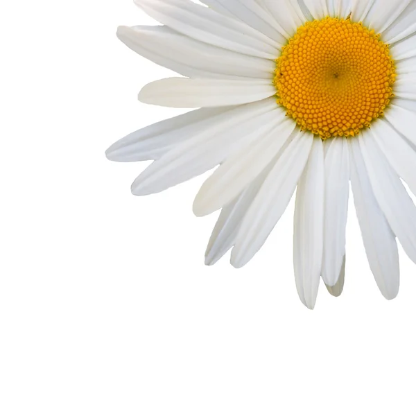 güzel çiçek papatya