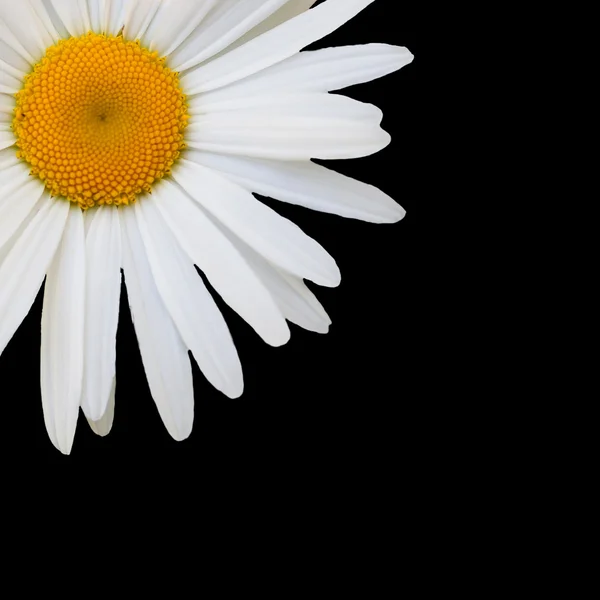 Weißes Gänseblümchen vor schwarzem Hintergrund — Stockfoto