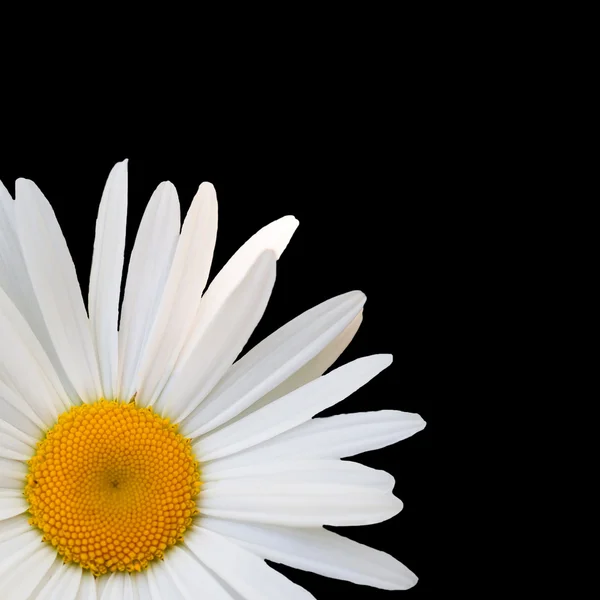 Weißes Gänseblümchen vor schwarzem Hintergrund — Stockfoto