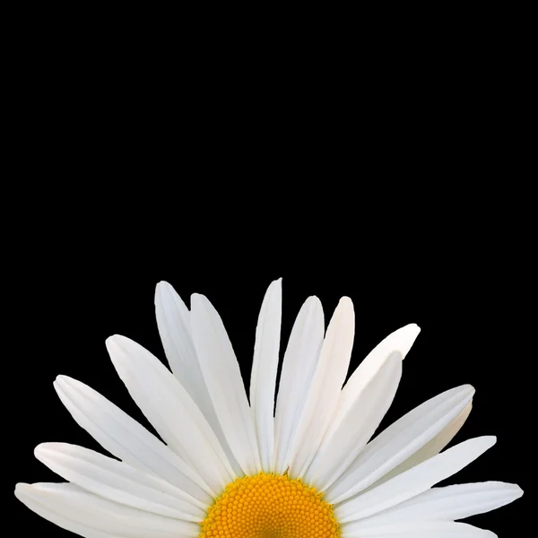 White daisy against black background — Stock Photo, Image