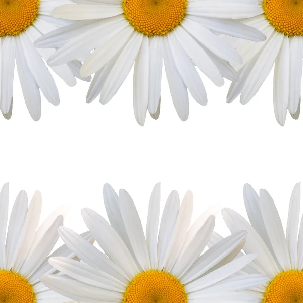 Beautiful flower daisy — Stock Photo, Image