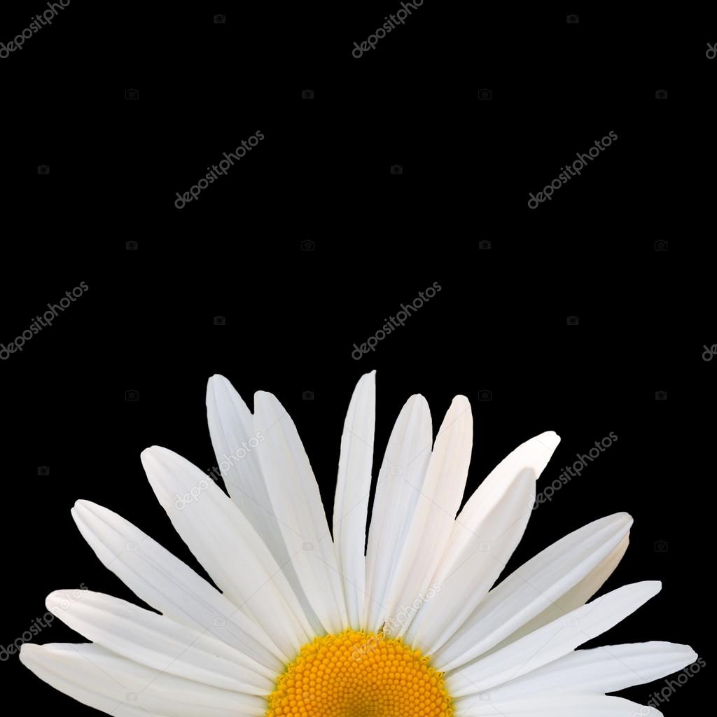 White Daisy Against Black Background Stock Photo C Olvius 76052079