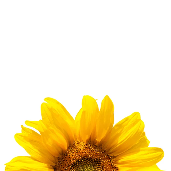 Blooming sunflower — Stock Photo, Image