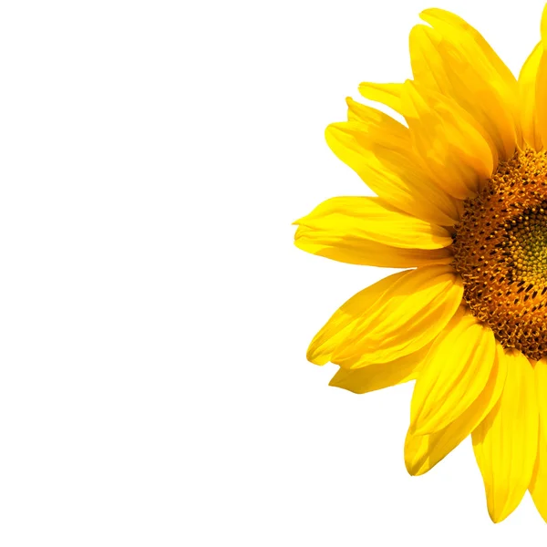 Blooming sunflower — Stock Photo, Image