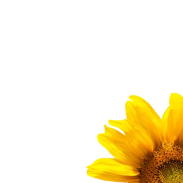 Girasol en flor — Foto de Stock