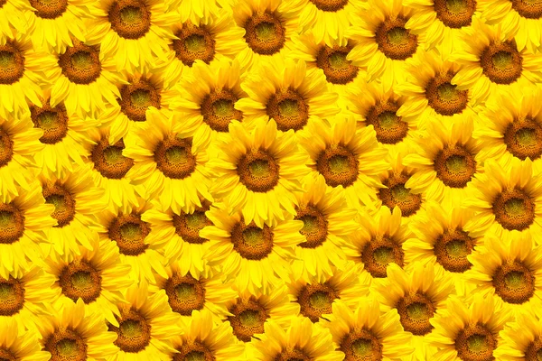Girasol en flor — Foto de Stock