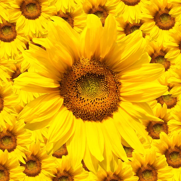 Blooming sunflower — Stock Photo, Image