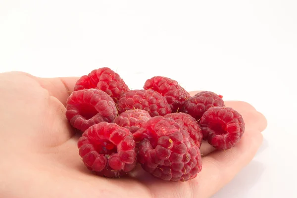 Raspberry in hand — Stock Photo, Image