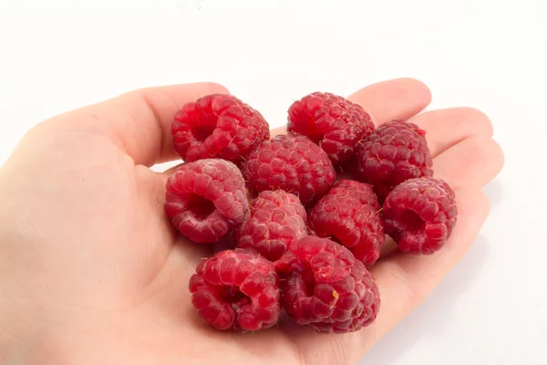 Raspberry in hand — Stock Photo, Image