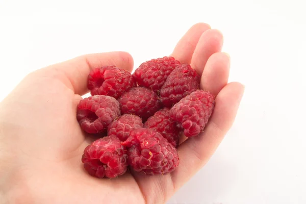 Raspberry in hand — Stock Photo, Image