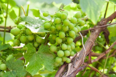 üzüm asma üzerinde yeşil yaprakları ile