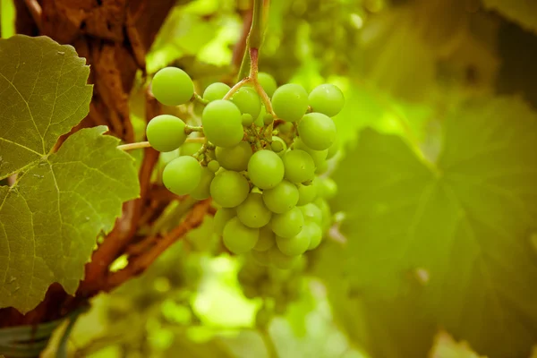 Uvas con hojas verdes en la vid — Foto de Stock