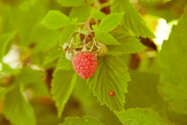 Himbeeren auf einem Zweig — Stockfoto