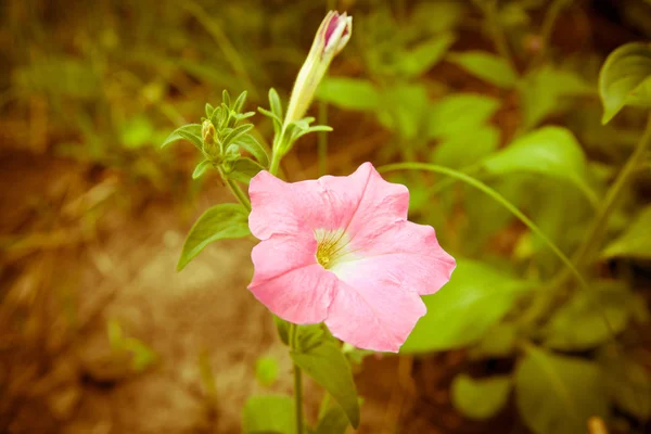 Colorful petunias close-up — Stock Photo, Image