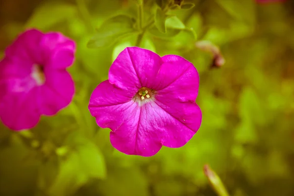Colorful petunias close-up — Stock Photo, Image