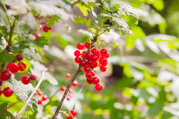 Rode aalbessen in de tuin — Stockfoto