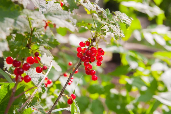 Grosellas rojas en el jardín — Foto de Stock