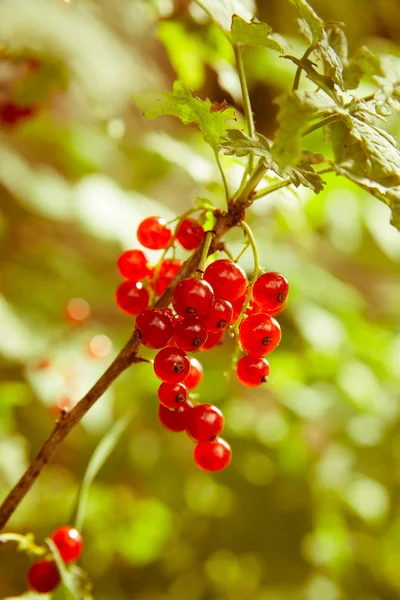 Rode aalbessen in de tuin — Stockfoto