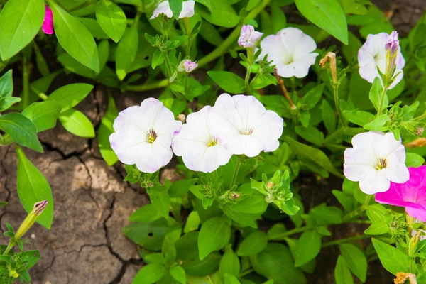 Colorful petunias close-up — Stock Photo, Image