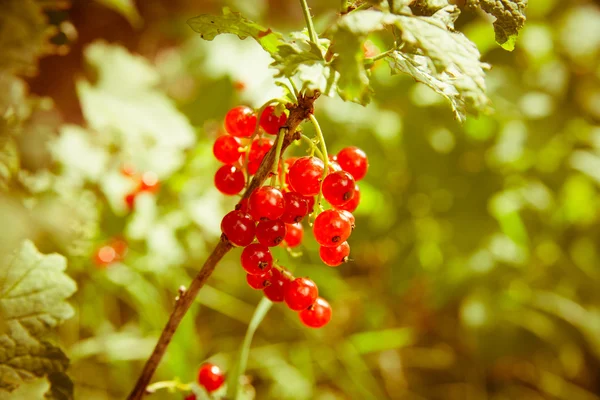 Rode aalbessen in de tuin — Stockfoto