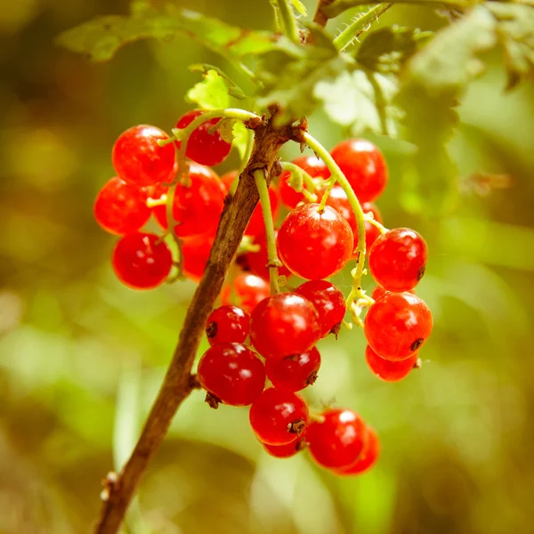 Rode aalbessen in de tuin — Stockfoto