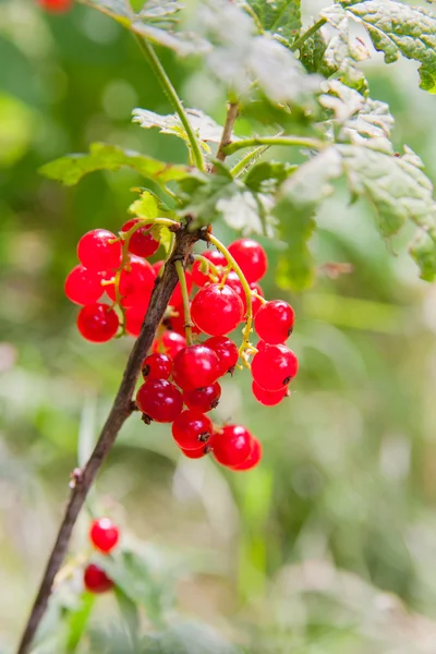 Rode aalbessen in de tuin — Stockfoto