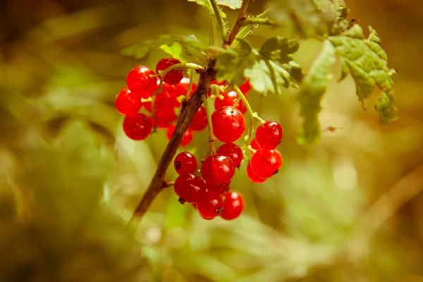 Rode aalbessen in de tuin — Stockfoto