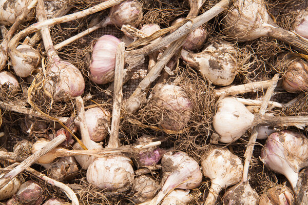 dried garlic