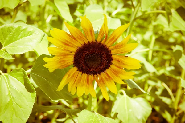 Sunflowers in the garden — Stock Photo, Image