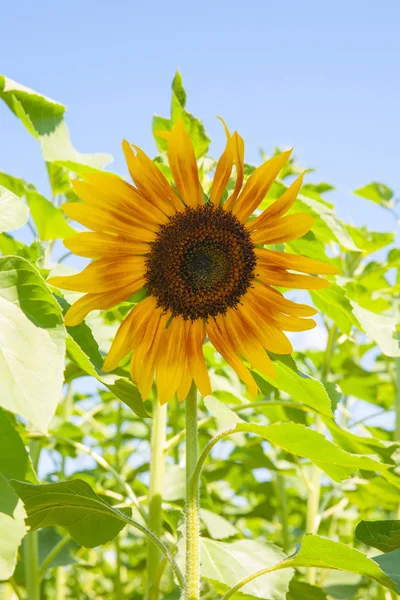 Sonnenblumen im Garten — Stockfoto