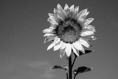 çiçek açan ayçiçeği