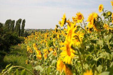 çiçek açan ayçiçeği