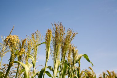 Darı gıda olarak kullanılır. cins sorgum ait.