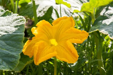 Bahçedeki kabak çiçeği