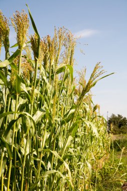 Millet is used as food. belongs to the genus Sorghum. clipart