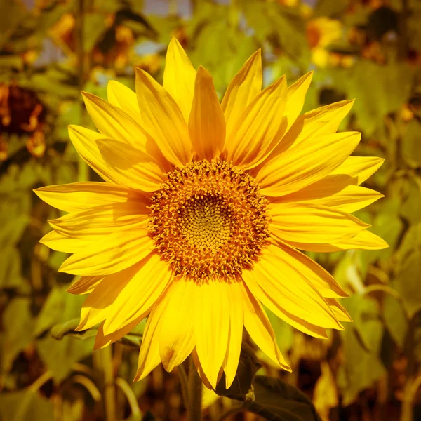 Blühende Sonnenblume — Stockfoto