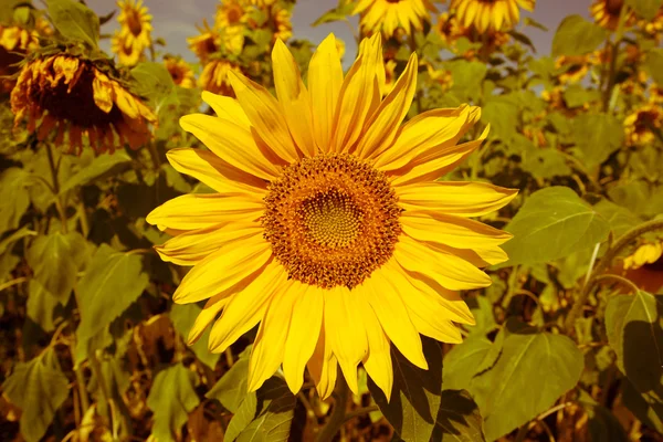 Blooming sunflower — Stock Photo, Image