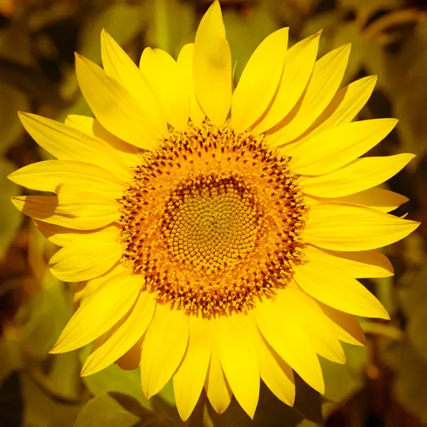 Blooming sunflower — Stock Photo, Image