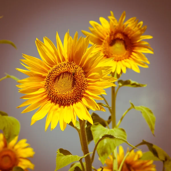 Blooming sunflower — Stock Photo, Image