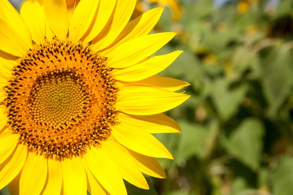 Blühende Sonnenblume — Stockfoto