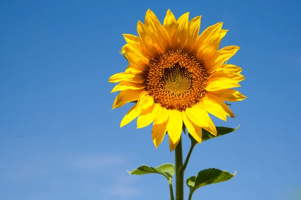 Blooming sunflower — Stock Photo, Image