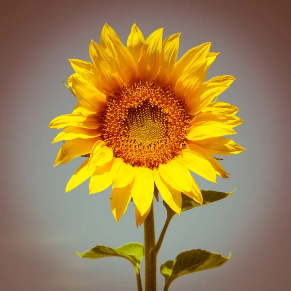 Blooming sunflower — Stock Photo, Image